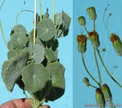 Image result for Senecio oxyriifolius