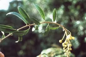 Image result for Acridocarpus natalitius