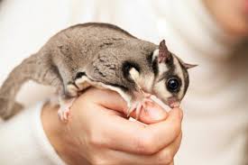 5 Cara Memelihara Dan Merawat Sugar Glider Bagi Pemula