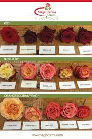 Rose Variety Comparison Chart Red Bi Yellow Orange Coral Peach Rose Varieties Types Of Roses Red And Pink Roses