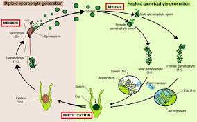 16+ gambar skema perbedaan metagenesis lumut dan paku. Sejarah Evolusi Tumbuhan Hijau Tentorku