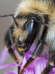 Image result for Bombus humilis