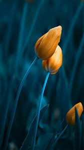 Fondo Pantalla Flowers Photography Amazing Flowers Tulips