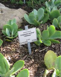 Image result for Cotyledon barbeyi