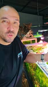 Acuario Happy Koi Costa Rica