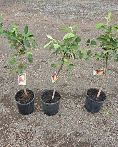 Grafted Sapling Stage