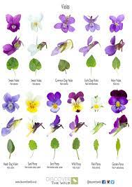 Viola Id And Sweet Violet Liqueur Violet Plant Sweet Violets Violet Flower Tattoos