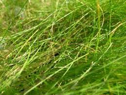 Image result for Festuca chodatiana
