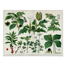 Welche pflanzen sind für katzen giftig? Giftige Pflanzen Poster Zazzle De
