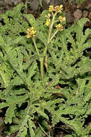Image result for Jatropha schlechteri