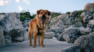 Golden Retriever Chow Chow Mix Golden Chow Breed Information Its a large dog at about 20 to 26 inches tall, weighing around 55 to 85 pounds.