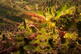 Image result for Podostemaceae