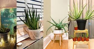 Every can do this at their home and it doesn't require any master technique to grow it. 19 Aloe Vera Indoor Decor Ideas You Should See Balcony Garden Web