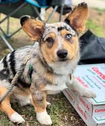 Appearance and needs of the corgi. Cowboy Corgi Can They Really Outsmart Their Owners