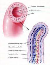 Microvilli In The Digestive System That Aid In Absorption Of Nutrients Are The Villi And M Human Digestive System Anatomy And Physiology Digestive System