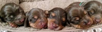 We did not find results for: View Current Litters Home On The Farm Dachshund Puppies