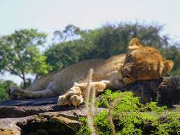 Sleeping Lioness Felidae Walrus Lioness