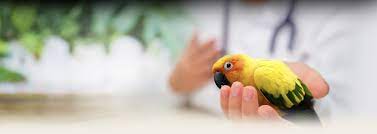 Petflow® accessories, food, treats, and more for your bird. Your Bird S Health Pet Birds By Lafeber Co
