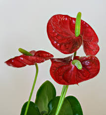 Anthurium - Wikipedia