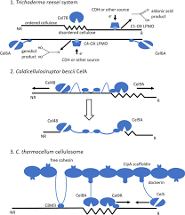Check spelling or type a new query. Towards Sustainable Production And Utilization Of Plant Biomass Based Nanomaterials A Review And Analysis Of Recent Developments Biotechnology For Biofuels Full Text