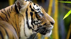 The Side View Tiger S Head Yahoo Image Search Results Animal Pictures Animals Tiger