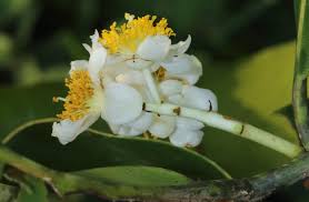 Image result for Calophyllum inophyllum