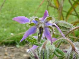 Image result for Boraginaceae