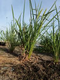 Image result for Echinochloa pyramidalis