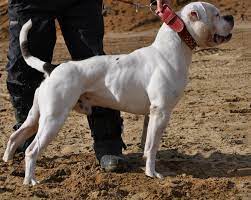 Powerful, loyal, massive guard dogs. American Bulldog Wikipedia