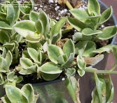 Propagates easily by cuttings or mature leaves. Plant Identification Closed Variegated Succulent Vine 1 By Hollyanns
