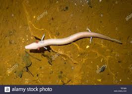 Proteus Anguinus High Resolution Stock Photography And Images Alamy