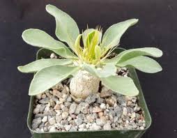 Image result for Pachycarpus eximius