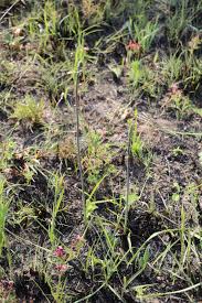 Image result for Eriosema × prunelloides