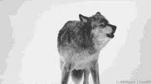 Animated gif of werewolf moon walking on the road. Wolf Gifs Tenor