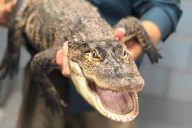 Welcome to uhc alligator malans! Captured Humboldt Park Alligator Is 5 Foot 3 Healthy And Pretty Tired