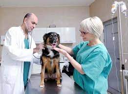 We did not find results for: Top 10 Veterinarians In Visakhapatnam Vizag Best Veterinary Doctors Book Appointment Online Justdial