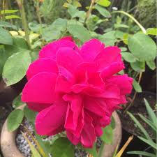 Maybe you would like to learn more about one of these? Rosa Thomas A Becket Rose Thomas A Becket In Gardentags Plant Encyclopedia