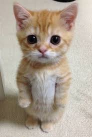 24 Cats That Are So Single Right Now Cute Animals Kittens Cutest Cute Little Kittens