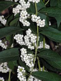 It puts out clusters of small white flowers in spring followed by dense clusters of red berries in autumn, which gradually turn a blackish red color in winter. Beautyberry Home Garden Information Center