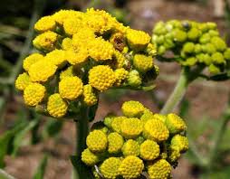 Image result for Nidorella auriculata