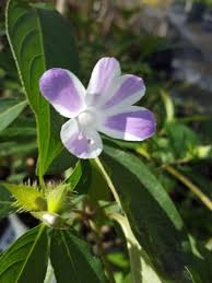 Image result for Barleria