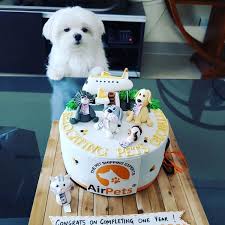 All international destinations (and hawaii) have very strict rules surrounding the entry of pets.in most cases, international pet shipping preparations including veterinary treatments or obtaining permits may need to start months before departure. Best Pet Relocation Agency In Mumbai Pet Transport Pet Shipping Pet Relocation