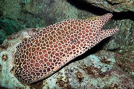 Image result for Gymnosporia matoboensis