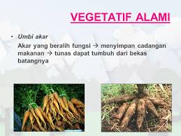 Tunas inilah yang merupakan tumbuhan baru. Perkembangbiakan Vegetatif Tanaman Ppt Download