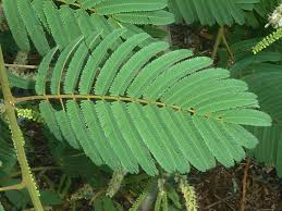 Image result for Acacia amythethophylla