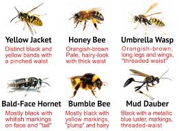 Identifying Bees