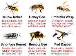 Identifying Bees