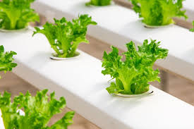 We did not find results for: These 4 Start Ups Are Promoting Hydroponics In India