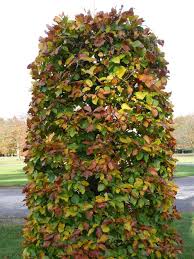 Cut at an angle next to a. Gardening 101 European Beech Tree Gardenista