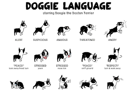 Things like tail or ear movements can indicate your dog's needs. Canine Body Language A Lesson In Understanding Your Labrador